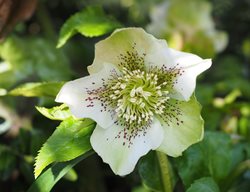 Hellebore Flower, White Hellbore
Creative Commons
