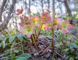 Hellebore Flowers
Garden Design
Calimesa, CA