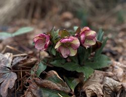 Hellebore Flowers
Garden Design
Calimesa, CA