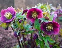 Hellebore Flowers, Winter Blooming Flower
Shutterstock.com
New York, NY