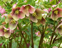 Hellebore Hybrid, Shade Flower
Garden Design
Calimesa, CA