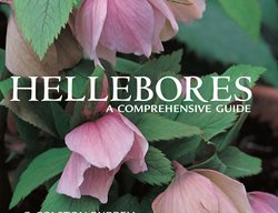 Hellebores: A Comprehensive Guide
Garden Design
Calimesa, CA