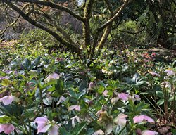 Hellebores Blooming 
Garden Design
Calimesa, CA