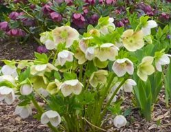 Hellebores From Stacy Ling
Garden Design
Calimesa, CA