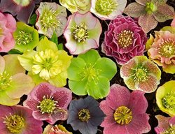 Hellebores
Garden Design
Calimesa, CA