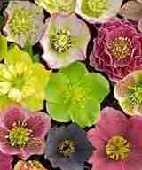 Hellebores
Garden Design
Calimesa, CA