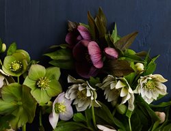 Helleborus X Hybridus
Garden Design
Calimesa, CA