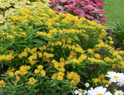 Hello Yellow Milkweed, Asclepias Tuberosa, Yellow Milkweed
Proven Winners
Sycamore, IL