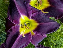 Hemerocallis, Bela Lugosi Daylily 
Walters Gardens

