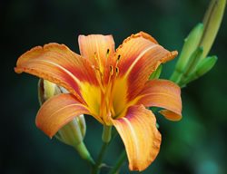 Hemerocallis Fulva, Original Orange Daylily 
Pixabay
