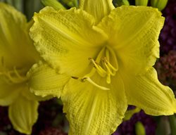 Hemerocallis, Happy Returns Daylily
Walters Gardens

