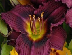Hemerocallis, Little Grapette Daylily, Purple Flower
Walters Gardens
