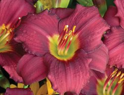 Hemerocallis, Pardon Me Daylily
Walters Gardens
