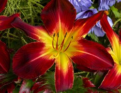 Hemerocallis, Ruby Spider Daylily 
Walters Gardens
