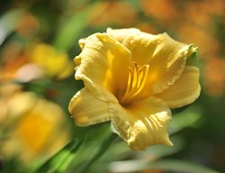 Hemerocallis, Stella De Oro, Stella D Oro, Yellow Flower
Pixabay
