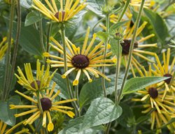 Henry Eilers, Rudbeckia Plant
Shutterstock.com
New York, NY