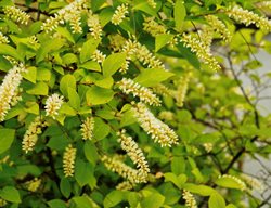 Henry's Garnet Itea, Itea Virginica Spritch
Shutterstock.com
New York, NY