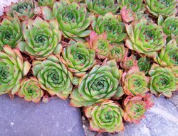 Hens And Chicks Colony, 
Shutterstock.com
New York, NY
