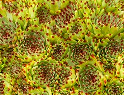Hens And Chicks Sempervivum, Sempervivum Tectorum
Garden Design
Calimesa, CA