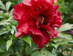Hephestos, Paeonia Suffruticosa, Tree Peony
Garden Design
Calimesa, CA