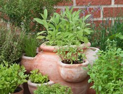 Herb Garden Pot, Growing Herbs, Kitchen Herb Garden
Shutterstock.com
New York, NY