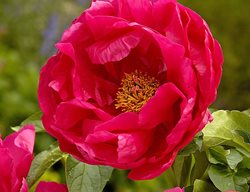 Herbaceous Peony, Paula Fay
White Flower Farm
Litchfield, CT