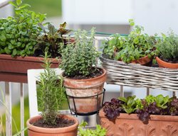 Herbs Growing On Balcony
Shutterstock.com
New York, NY