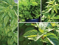 Herbs That Freeze Well
St. Lynn's Press
Pittsburgh, PA