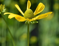 Herbstsonne, Black Eyed Susan, Autumn Sun
Shutterstock.com
New York, NY