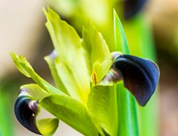 Hermodactylus Tuberosus, Syn
Garden Design
Calimesa, CA