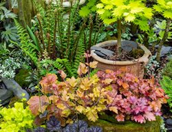 Heuchera And Japanese Maple
Garden Design
Calimesa, CA