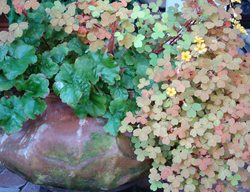 Heuchera And Oxalis
Garden Design
Calimesa, CA