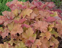 Heuchera ‘caramel’, Heuchera, Coral Bells
Walters Gardens
