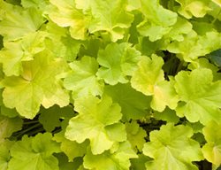 Heuchera ‘citronelle’, Coral Bells, Chartreuse Leaves
Alamy Stock Photo
Brooklyn, NY