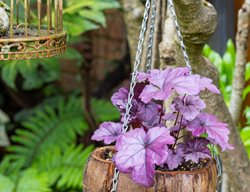 Heuchera In Coconut Planter
Garden Design
Calimesa, CA