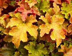 Heuchera ‘marmalade’, Coral Bells, Orange Foliage
Shutterstock.com
New York, NY