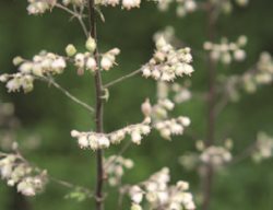 Heuchera Maxima
Garden Design
Calimesa, CA