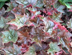 Heuchera ‘palace Purple’, Coral Bells Plant
Walters Gardens
