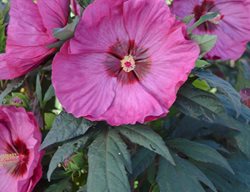 Hibiscus Berry Awesome, Rose Mallow
Proven Winners
Sycamore, IL