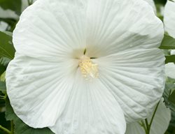 Hibiscus Blue River Ii, Hardy White Hibiscus
Alamy Stock Photo
Brooklyn, NY