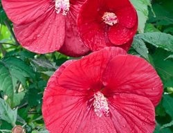 Hibiscus Cranberry Crush, Red Hibiscus
Alamy Stock Photo
Brooklyn, NY