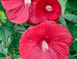 Hibiscus Cranberry Crush, Red Hibiscus
Alamy Stock Photo
Brooklyn, NY