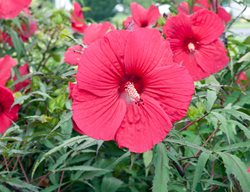 Hibiscus Fireball, Hardy Red Hibiscus
Alamy Stock Photo
Brooklyn, NY