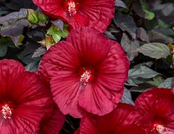 Hibiscus Holy Grail, Summerific Holy Grail, Rose Mallow
Proven Winners
Sycamore, IL