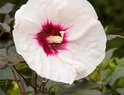 Hibiscus Kopper King, Hardy Hibiscus
Alamy Stock Photo
Brooklyn, NY