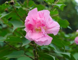 Hibiscus Mutabilis
Alamy Stock Photo
Brooklyn, NY
