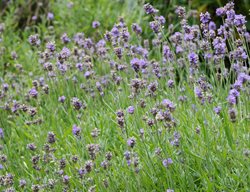 Hidcote Lavender, Compact English Lavender
Garden Design
Calimesa, CA