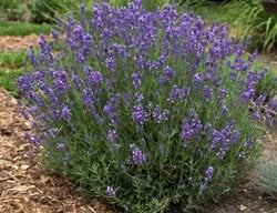 Hidcote Lavender, Lavandula Angustifolia 'hidcote'
Walters Gardens
