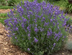 Hidcote Lavender, Lavandula Angustifolia 'hidcote'
Walters Gardens
