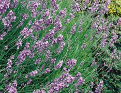 Hidcote Lavender, Lavandula Angustifolia
Proven Winners
Sycamore, IL